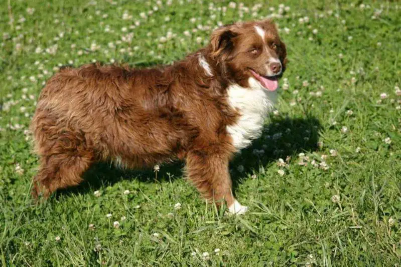 TIMBERLINE RED SANCHO