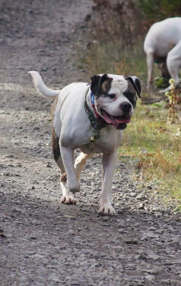 UKC CH Ferocia's Sanguis Draconis