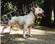 Hot Staff's Dunmore Molly