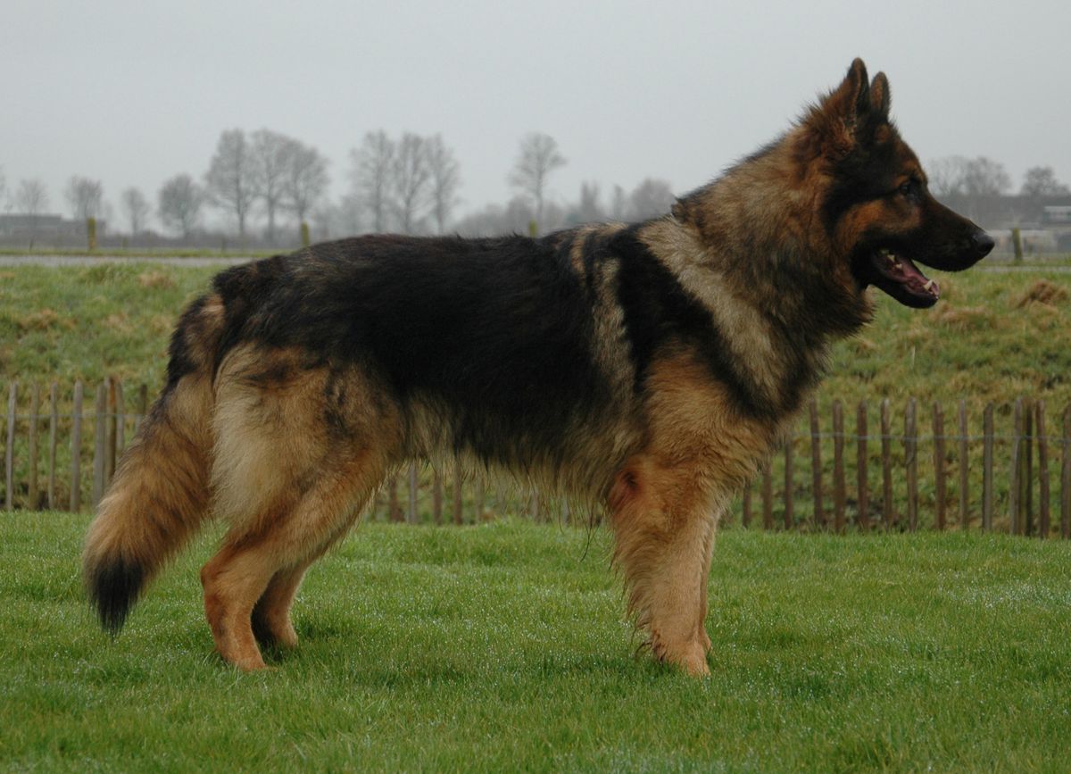 Chadow van Ingha's Erf