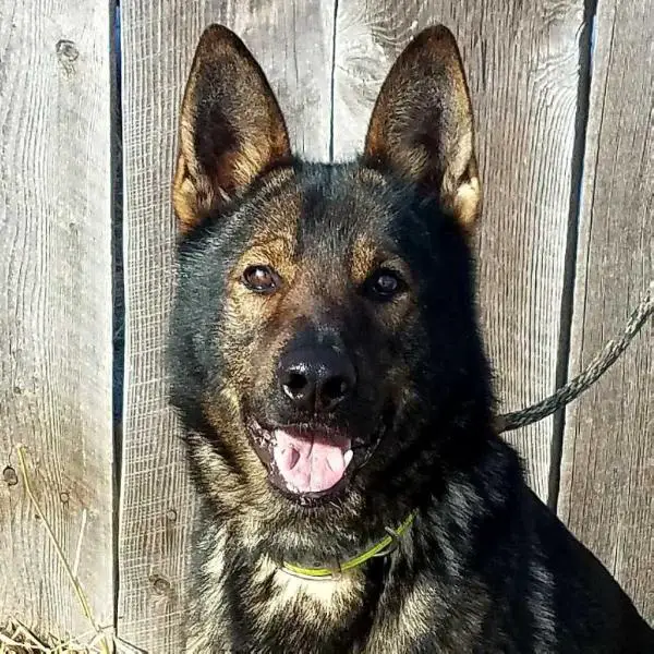 Cree of Highlander Bluff