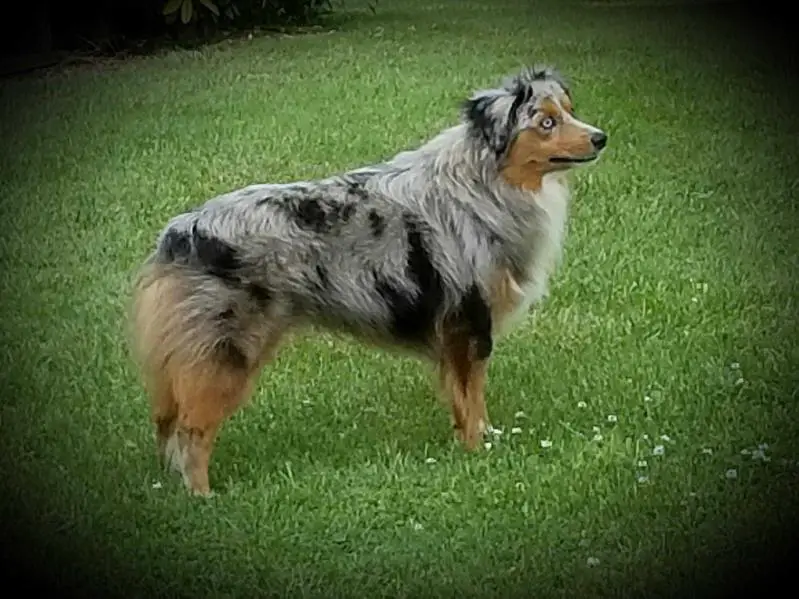 National, Internation and Honors Champion Goodheart's Blue eyed Bandit