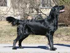 FI & EST MVA Artnemisflat Galadriel