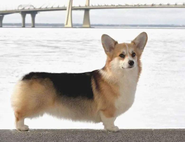 Mistycor Life Is A Flover