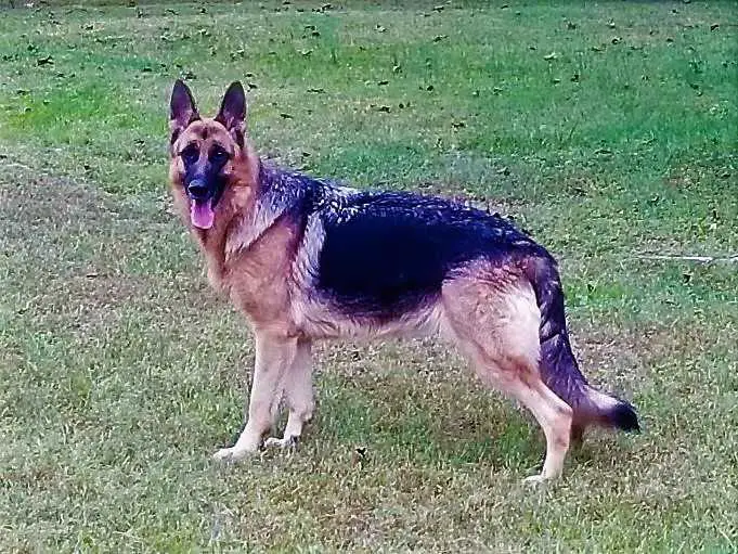 Josie Von Godwinhaus