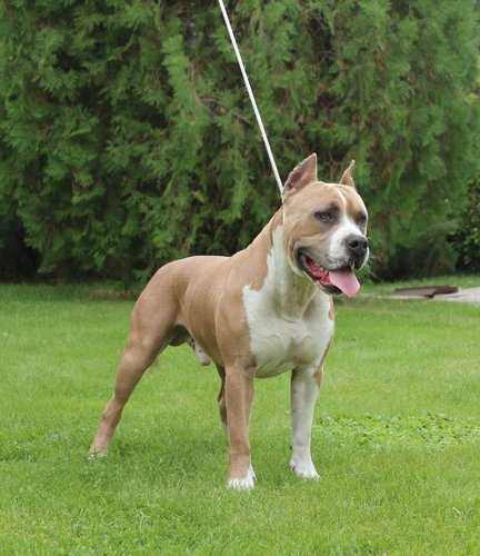 Delanse Magik Baer Waide for Anzheda's