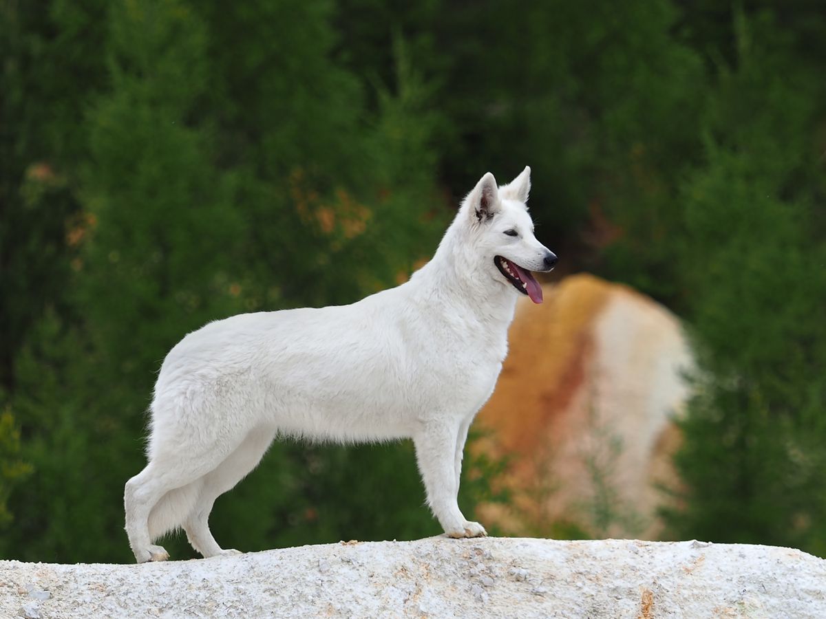 C.I.B., Multi Grand Champion, BOB, National Winner FROZEN of Trebons Berger Blanc