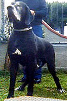 Nixon Dell’Aprusa