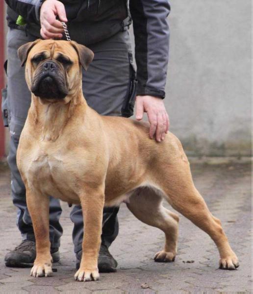 Boerges Bulls Elly