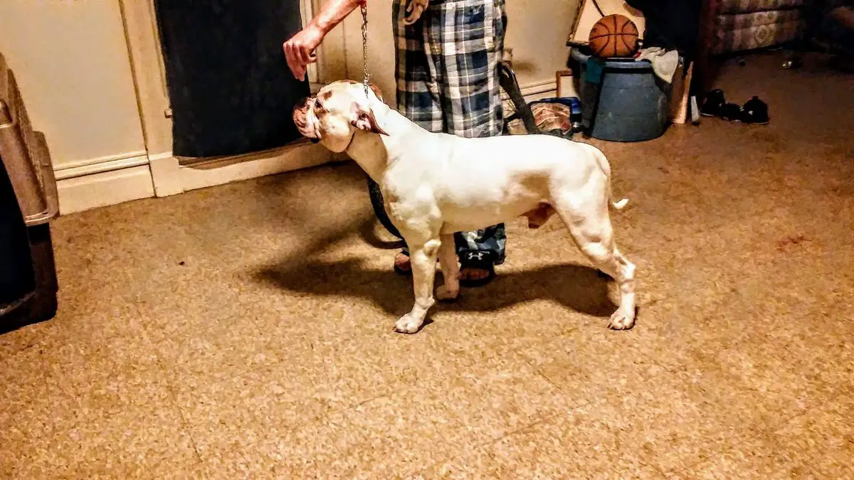 Masterbully's Thanos of Nelson's