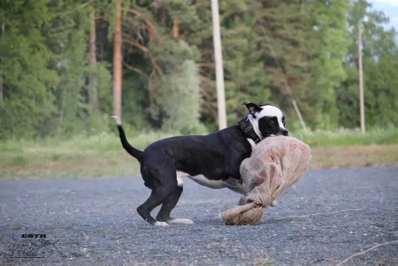 TM`s northern AB`s CYBORG