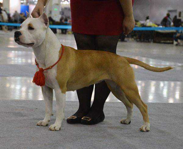 JCH RUS, CH RUS, RKF, CACIB Anzheda's Pride Andrea Sevange