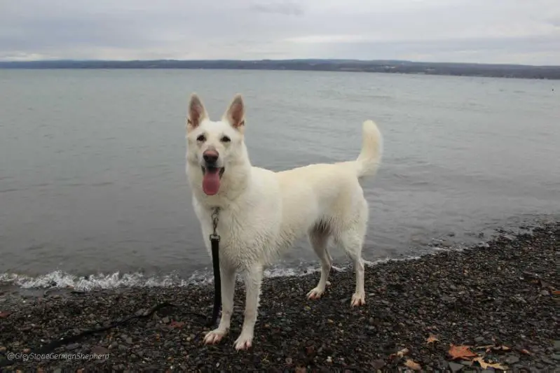 Smith's Theia of Greystone Shepherds