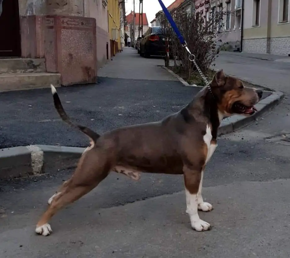 Demirkan Falcon