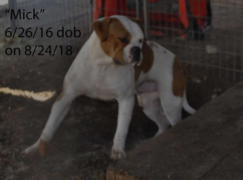 Birt's Mick Dundee @ Blythe's