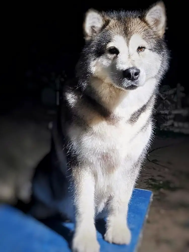 CHENA KLONDIKE GOLDRUSH Malamute Sanctuary