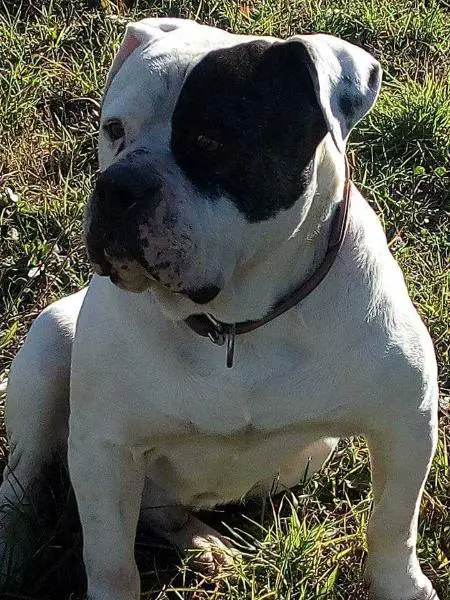 Alfonsi's Ugo Boss