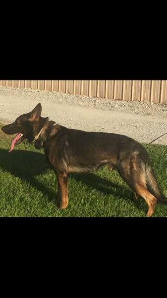 Erebus Irmus Omaratila