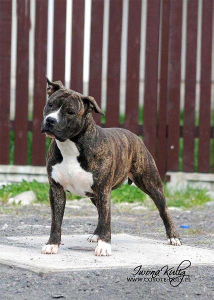 JUMPING JOY AMERSTAFF Rapax