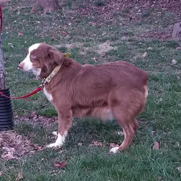 Hughes Toys Lucy Spiritdancer Blues