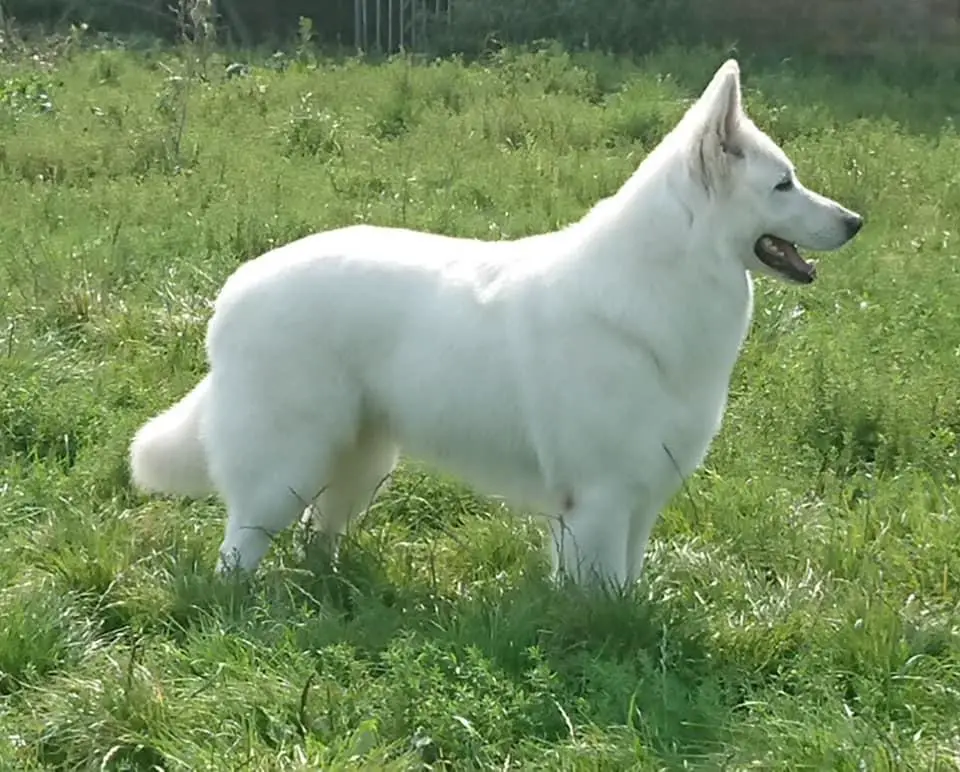 BJCH,BCH,BBW Qute Adorable Snowwhite of the Dutch Highlands