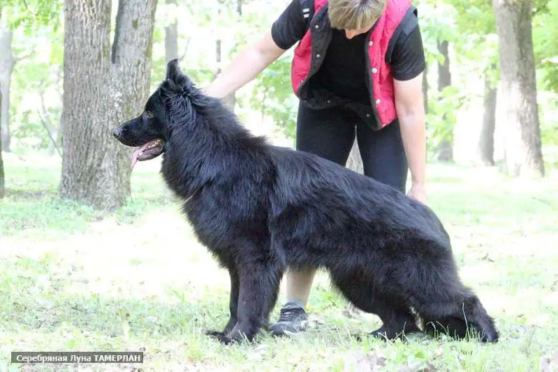 Serebryanaya Luna TAMERLAN