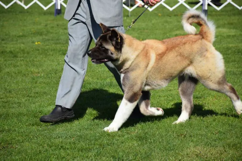 Excel Shu-Ku's Model Of The Year