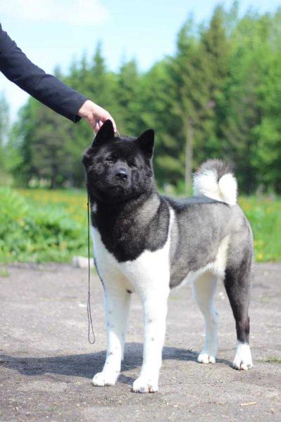 Restyl-ing Prima Donna