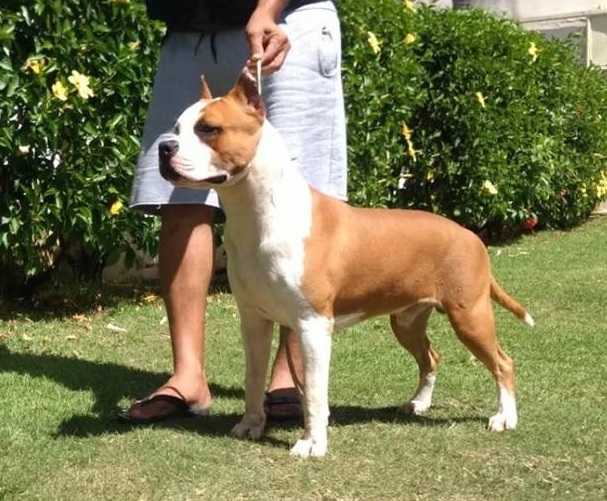 CARNAVAL AMSTAFFS GALÃ