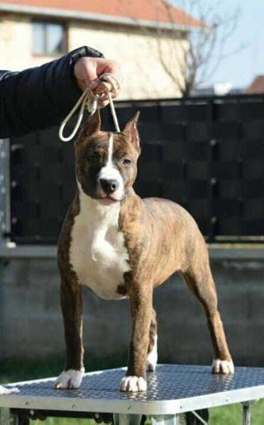 Hanna Cosa Nostra Impero