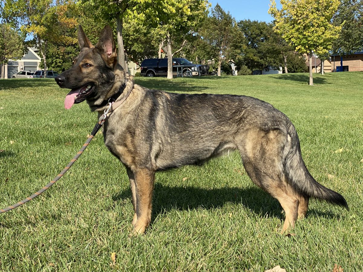 Jendhi Shepherds Orzi