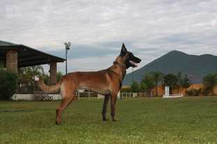 Gitano Teurbane