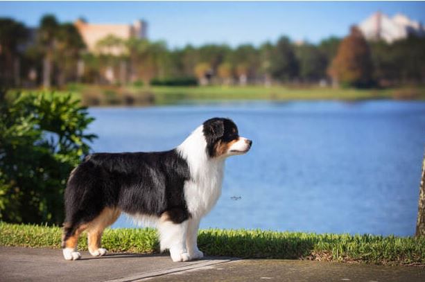 AKC BISS GCH CH/ASCA CH Spring Fever Rock Paper Scissors