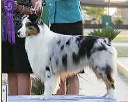 ASCA CH Lakehills Chester B Goode