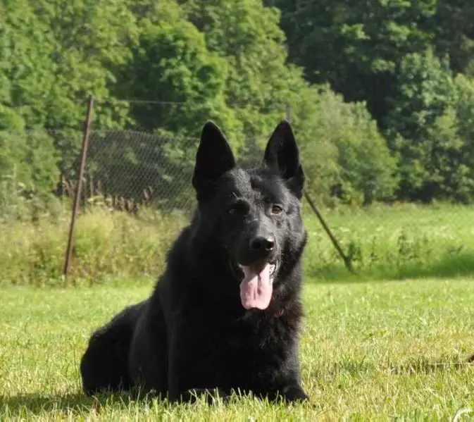 SG Art Moravia Liand