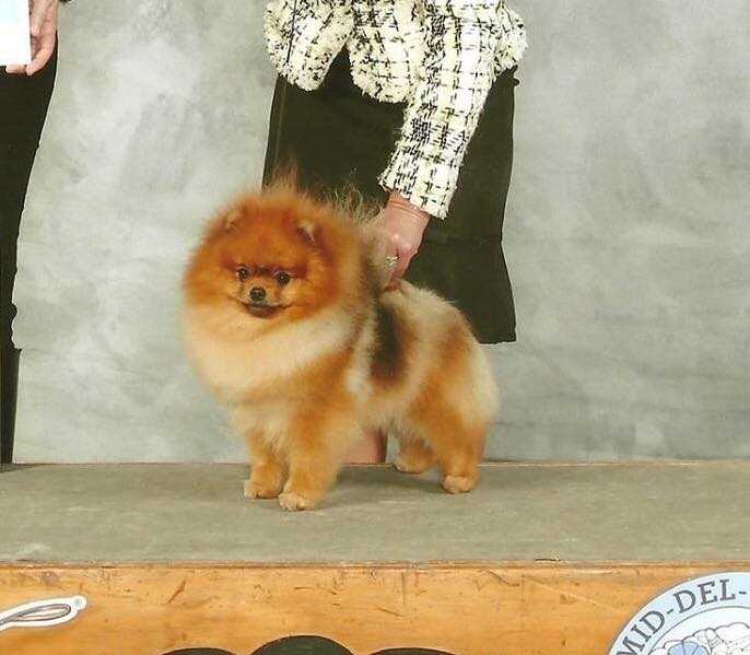 GChS Legenz Here Comes The Boom