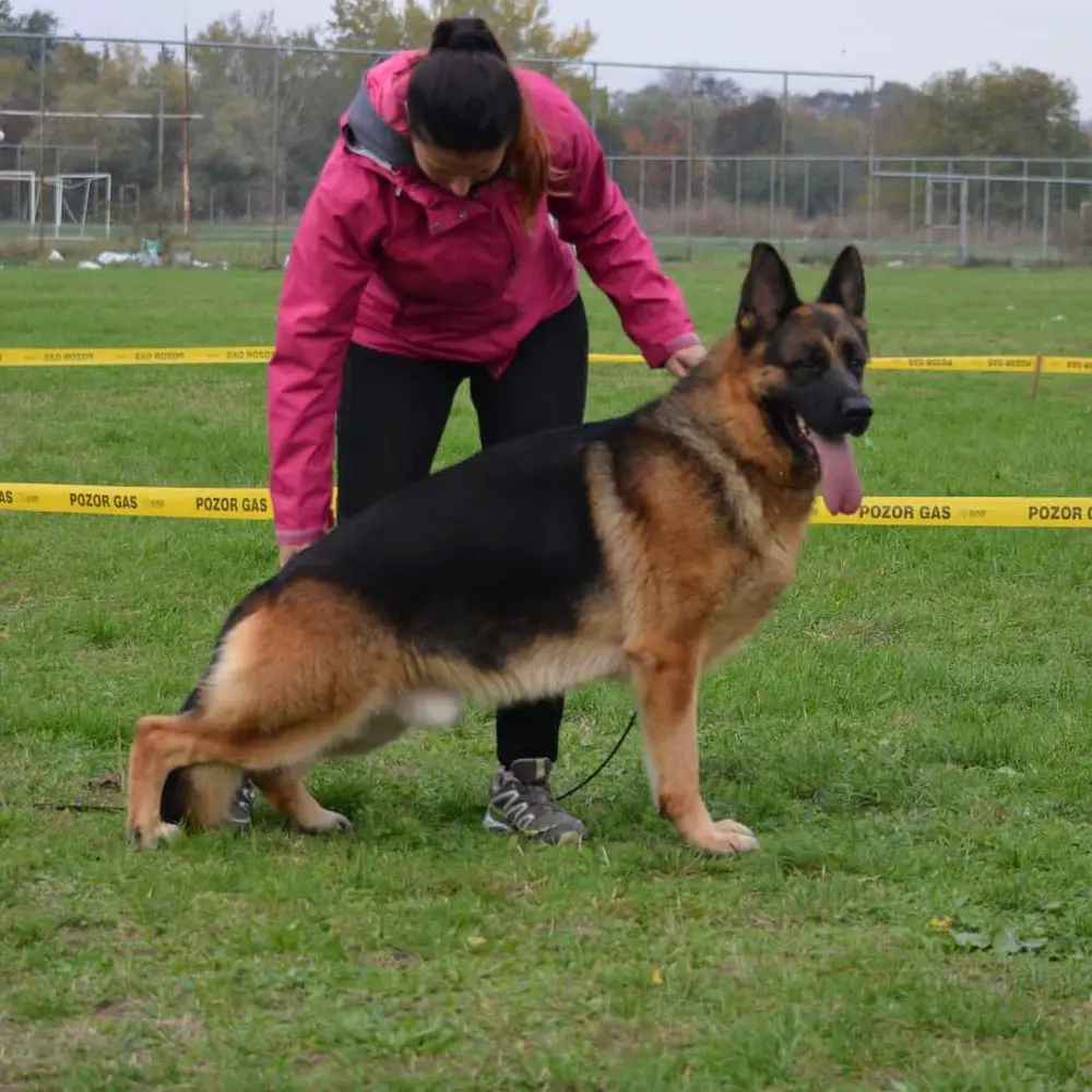 V2 Balcan sieger Amazon Armandia Lidderdali