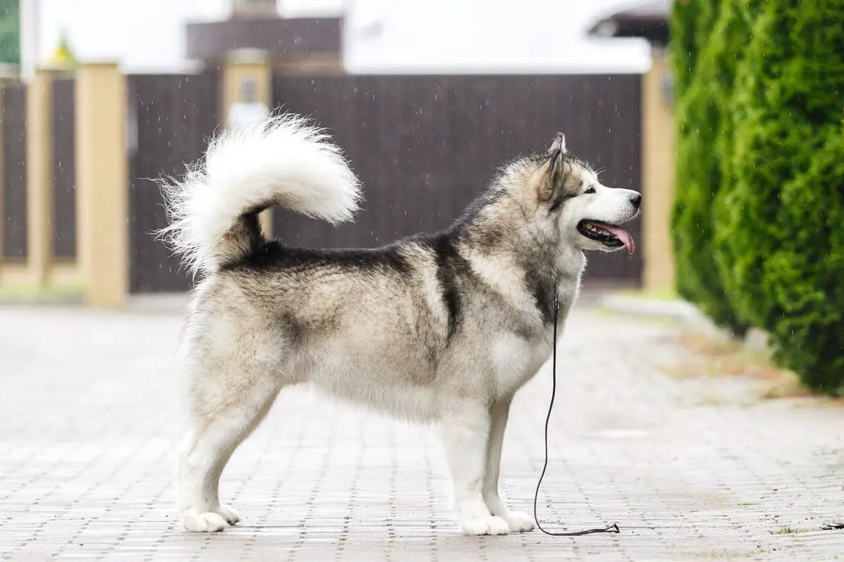JCH of Breed,JCH of BY,CH of Breed, MultiCH, INTCH Ataman Snow Kids