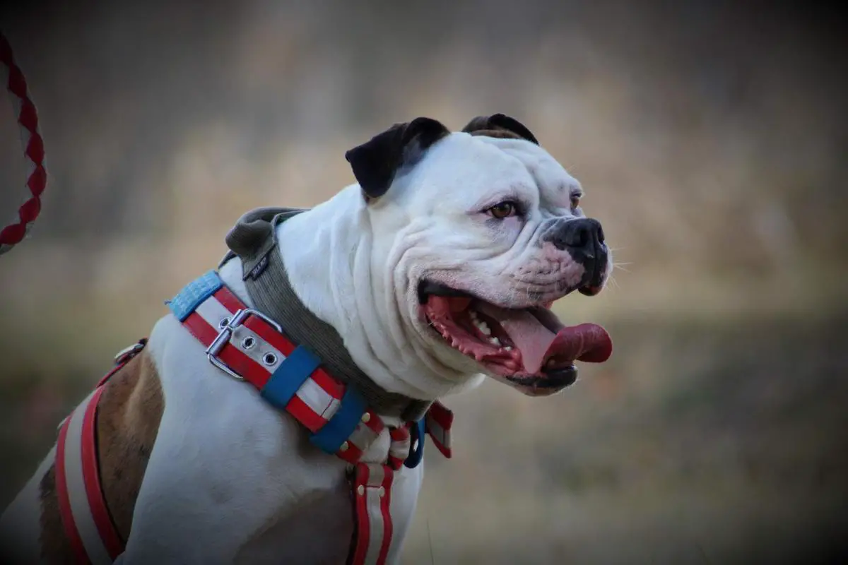 BULGARIA CH., CZECH CH.,GRAND CH.CZECH, LATVIJAS CH. MAGIC BULL´S Arni