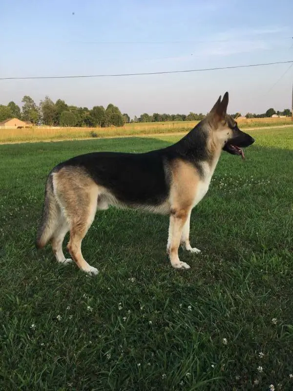 Colt Gunmetal Revenge