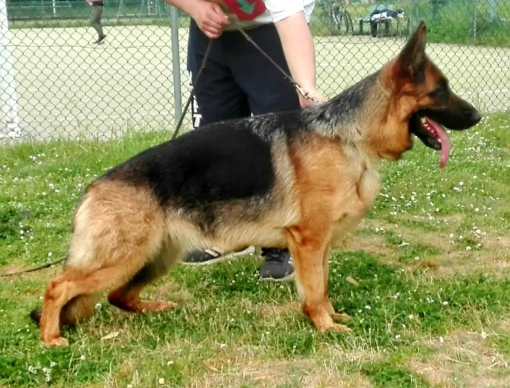 Iris dei verdi Colli