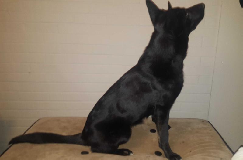 Sasha Vom Haus Mccrary