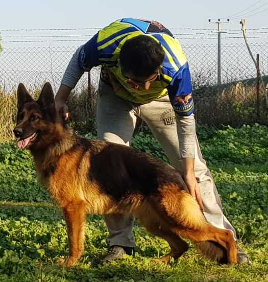 SG 1 NADİA VON PASADOGKENNEL