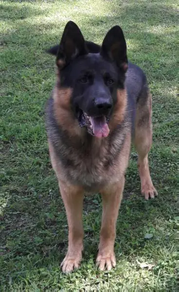UCH Muddy Creeks Rodeo Bodeo of Skyhawke
