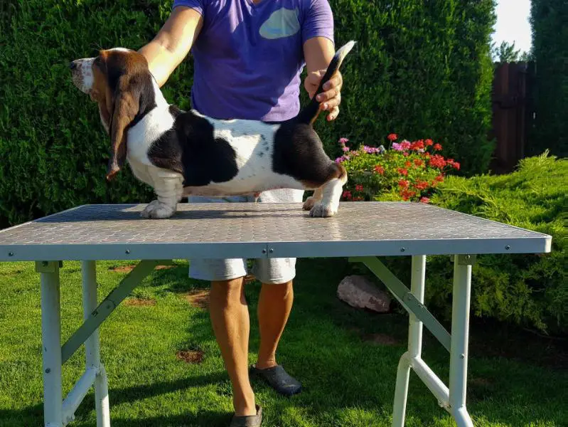 Caju Light From The East