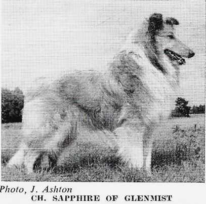 Ch. SAPPHIRE OF GLENMIST