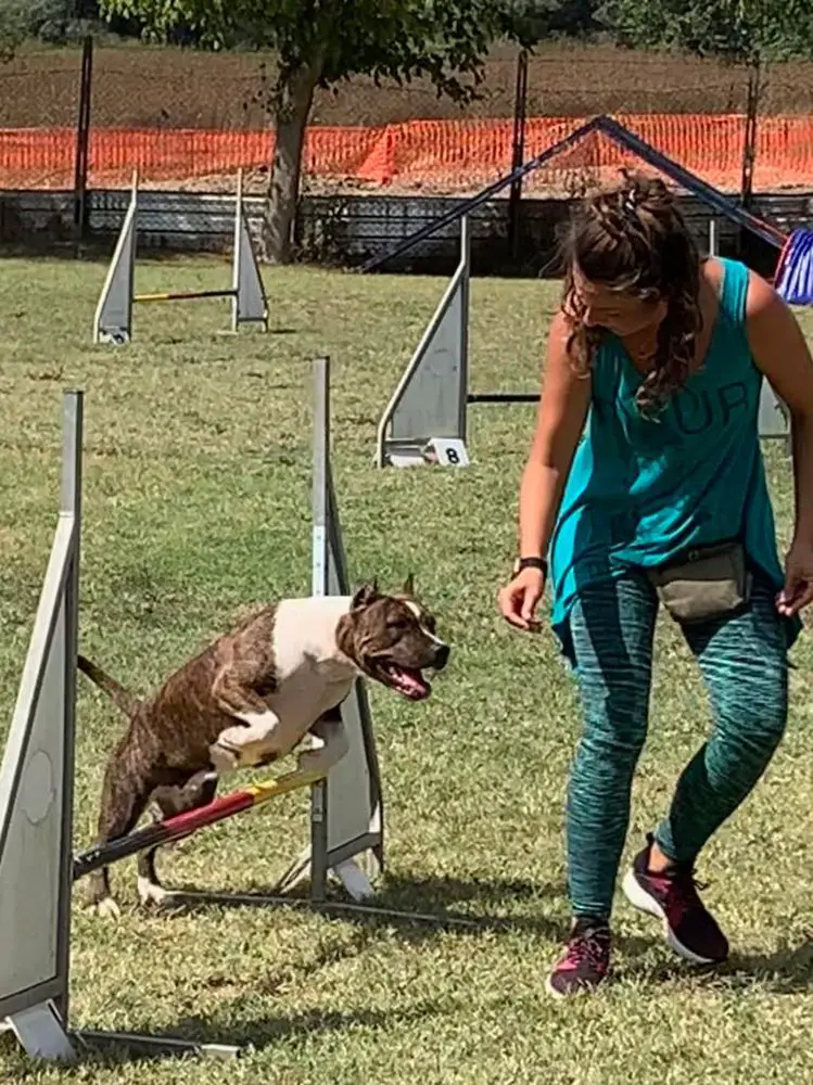 Italian International Balkans Albania & Kosovo Champion De Paco XZ Don't Worry Be Happy