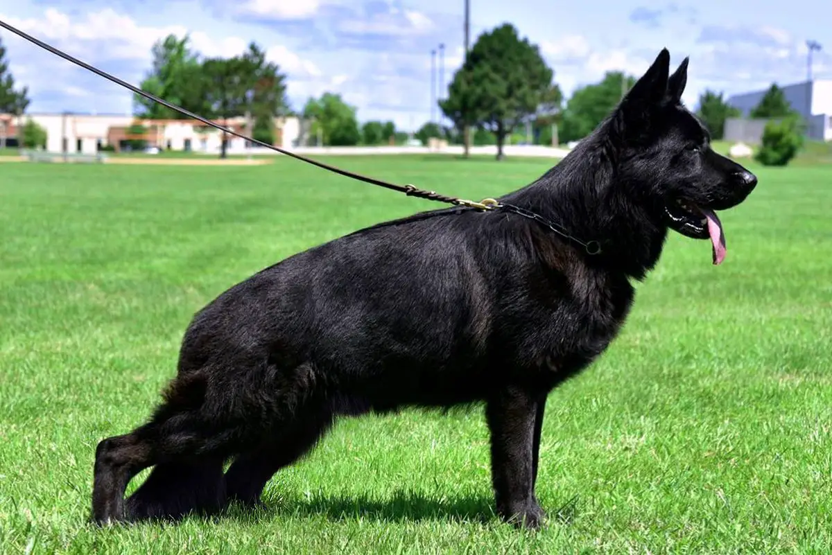 SG1 USCA 2019 Fest Kiefer Reward