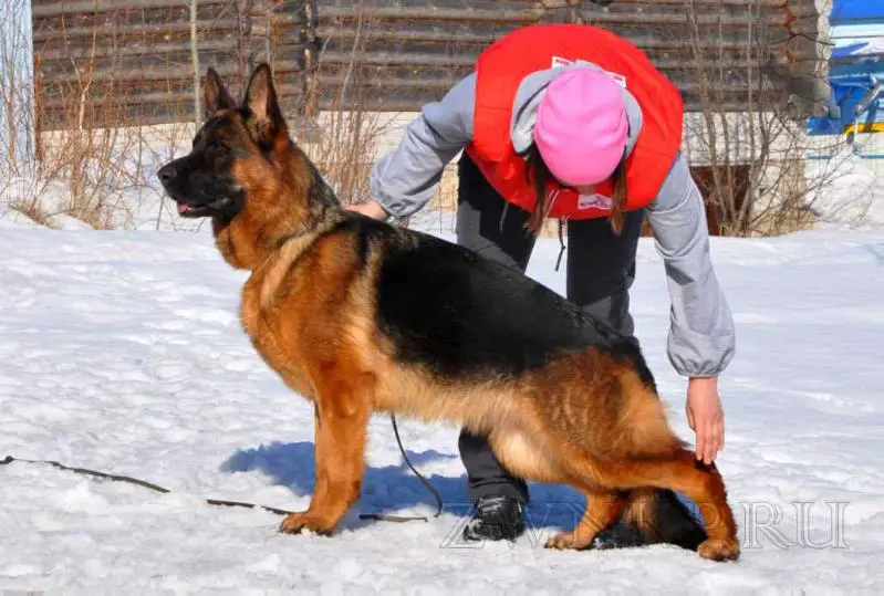 Team Zilber Wasserfall PANTHERA (2015)