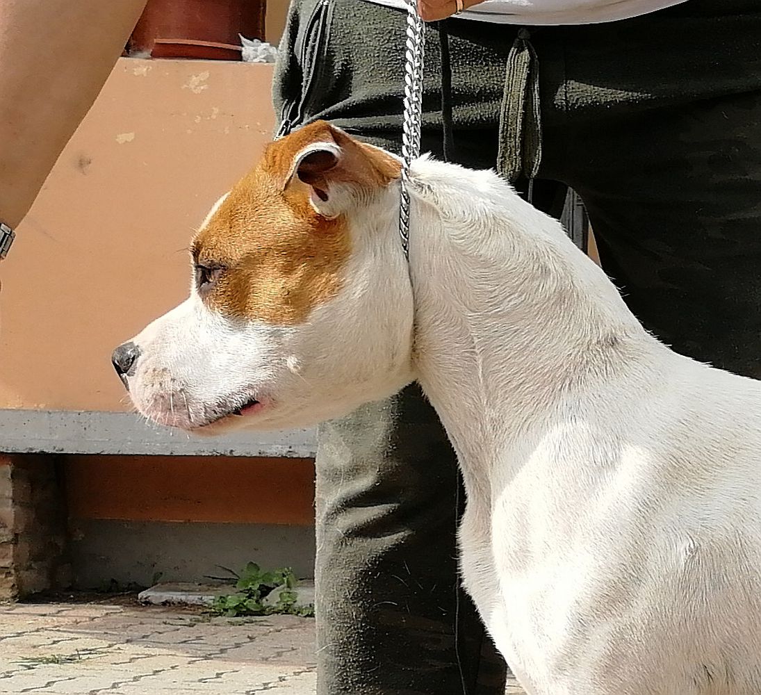 Expertoclass From Dusk to Dawn